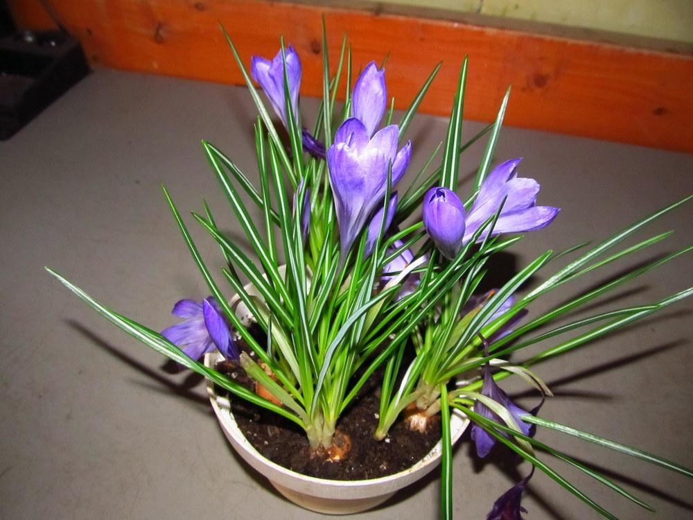 Photo of Crocus uploaded by jmorth
