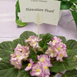 Location: Tampa, FL
Date: 2007-02-24
Tampa African Violet Show