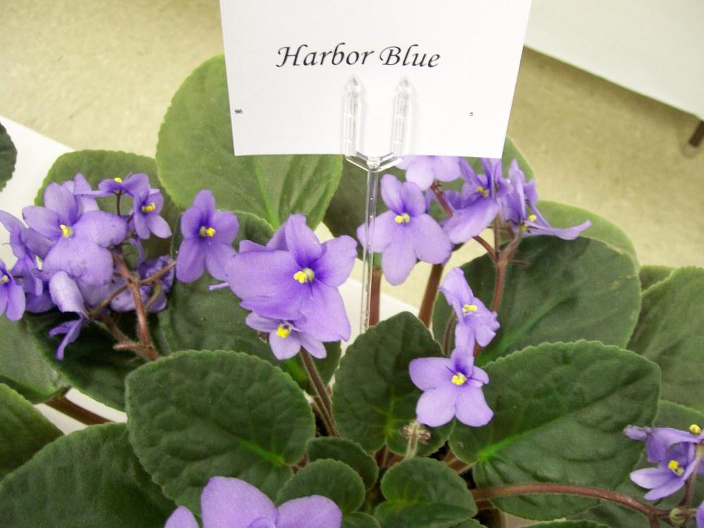Photo of African Violet (Streptocarpus 'Harbor Blue') uploaded by mellielong