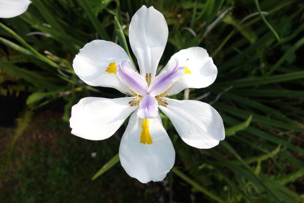 Photo of Butterfly Iris (Dietes grandiflora) uploaded by mellielong