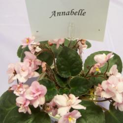 Location: Tampa, FL
Date: 2007-02-24
Tampa African Violet Show, incorrect ID