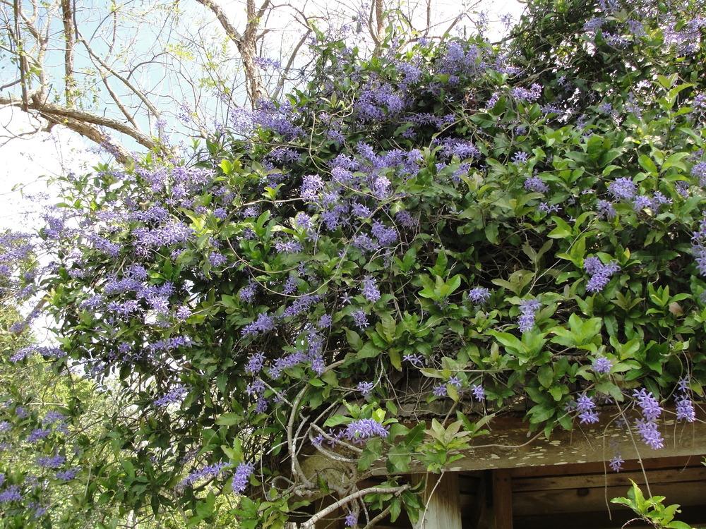 Photo of Queen's Wreath (Petrea volubilis) uploaded by mellielong