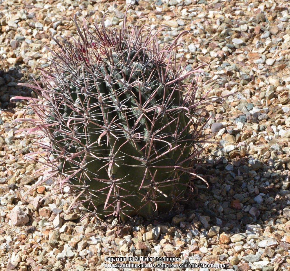Photo of Arizona Barrel Cactus (Ferocactus wislizeni) uploaded by treehugger