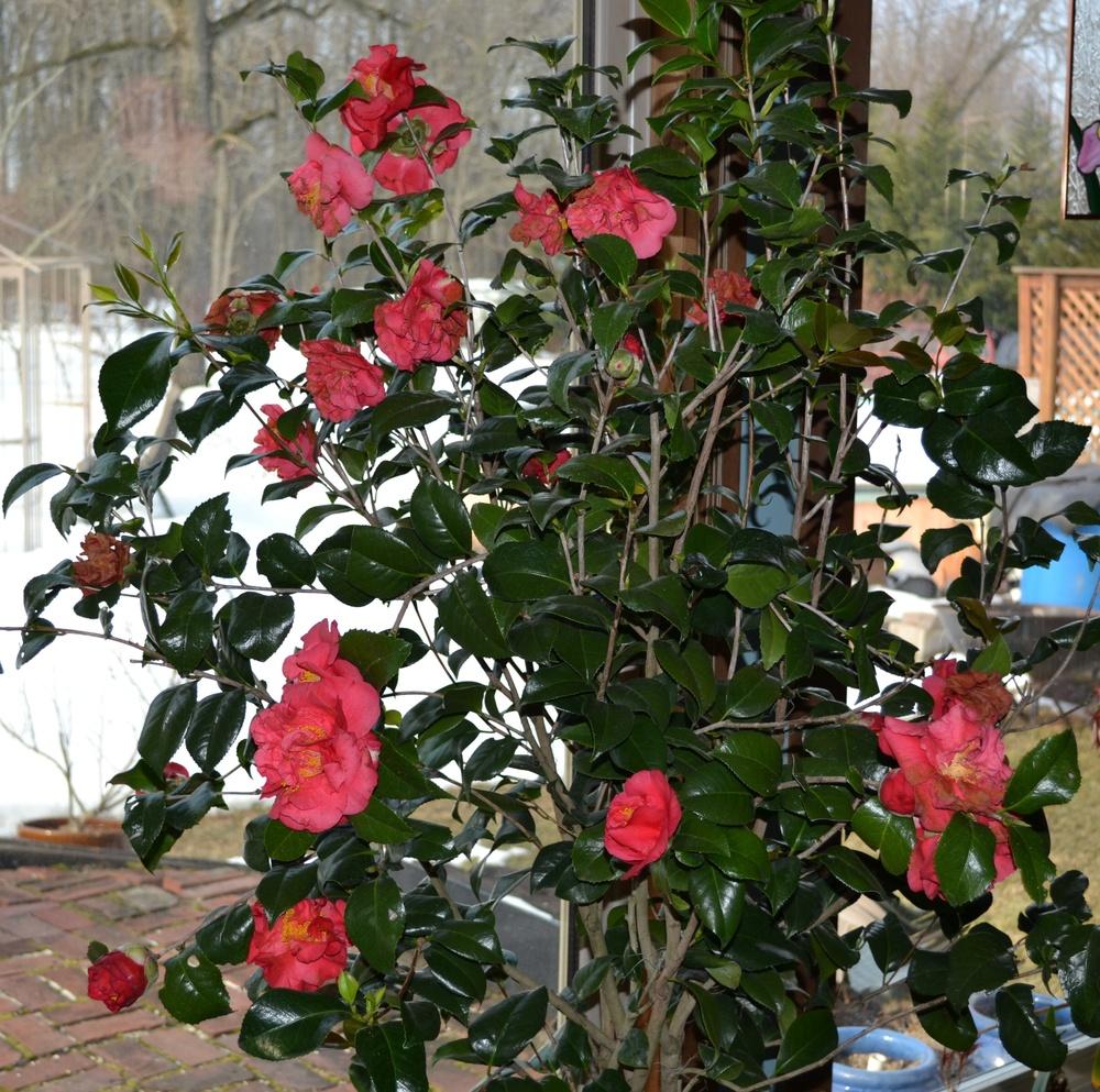 Photo of Camellias (Camellia) uploaded by HollyAnnS