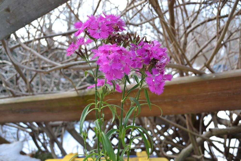 Photo of Dianthus uploaded by HollyAnnS