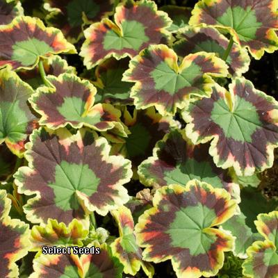 Photo of Zonal Geranium (Pelargonium x hortorum 'Mrs. Pollock') uploaded by Joy