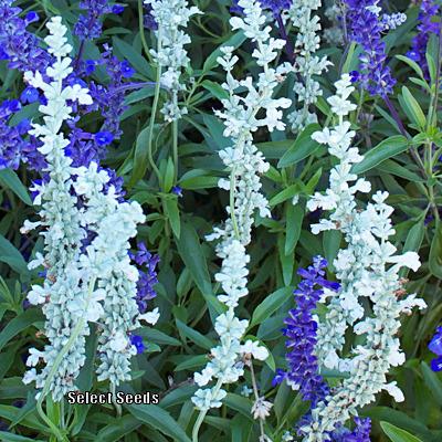 Photo of White Mealy Cup Sage (Salvia farinacea 'Augusta Duelberg') uploaded by Joy