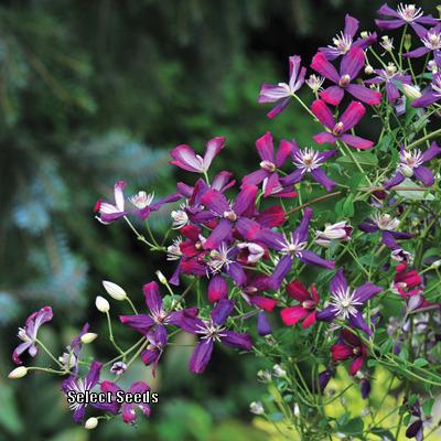 Photo of Clematis 'Sweet Summer Love' uploaded by Joy