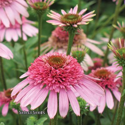 Photo of Coneflower (Echinacea Cone-fections™ Pink Sorbet) uploaded by Joy