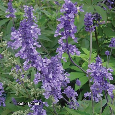 Photo of Mealy Cup Sage (Salvia farinacea 'Henry Duelberg') uploaded by Joy