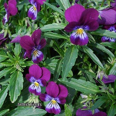 Photo of Horned Violet (Viola cornuta 'King Henry') uploaded by Joy