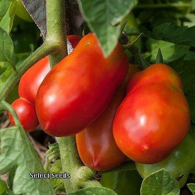 Photo of Tomato (Solanum lycopersicum 'San Marzano') uploaded by Joy