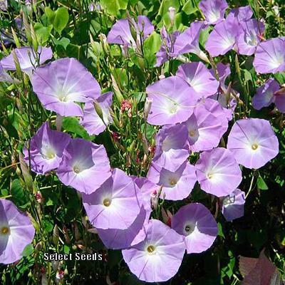 Photo of Morning Glory (Ipomoea tricolor 'Wedding Bells') uploaded by Joy