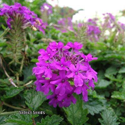 Photo of Purple Verbena (Verbena canadensis 'Homestead Purple') uploaded by Joy