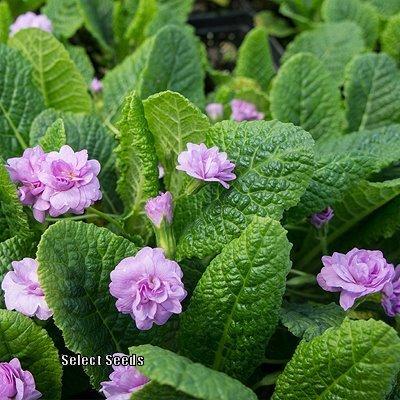 Photo of English Primrose (Primula vulgaris 'Quaker's Bonnet') uploaded by Joy