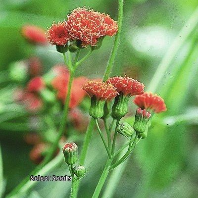 Photo of Florida Tassel Flower (Emilia fosbergii) uploaded by Joy
