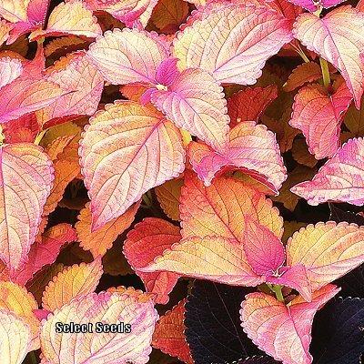 Photo of Coleus (Coleus scutellarioides ColorBlaze® Sedona) uploaded by Joy
