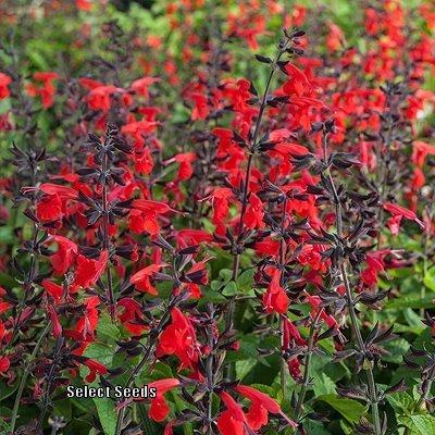 Photo of Texas Sage (Salvia coccinea 'Forest Fire') uploaded by Joy