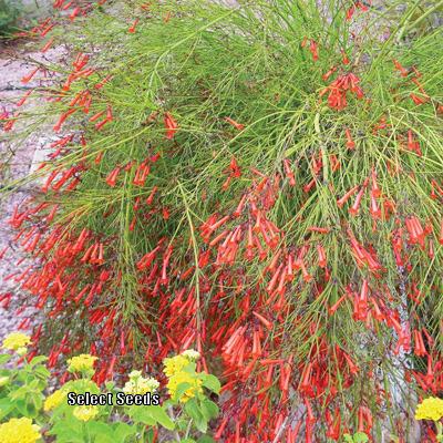 Photo of Firecracker Plant (Russelia equisetiformis) uploaded by Joy