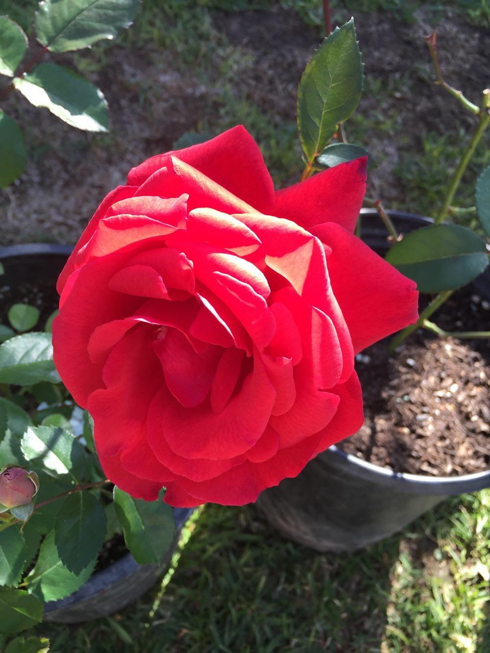 Photo of Rose (Rosa 'Fragrant Cloud') uploaded by mattmackay22