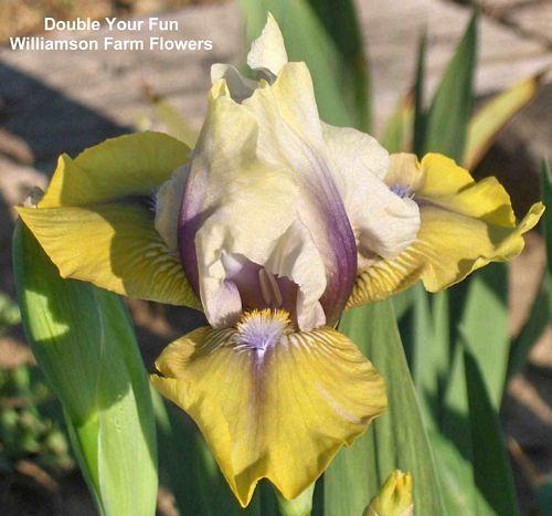Photo of Intermediate Bearded Iris (Iris 'Double Your Fun') uploaded by Calif_Sue