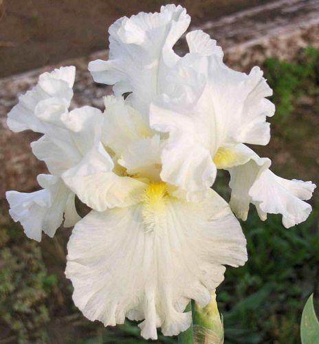 Photo of Tall Bearded Iris (Iris 'Elizabeth Poldark') uploaded by Calif_Sue