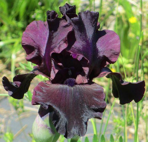 Photo of Tall Bearded Iris (Iris 'Ebony Angel') uploaded by Calif_Sue