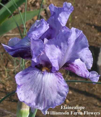 Photo of Tall Bearded Iris (Iris 'Elainealope') uploaded by Calif_Sue