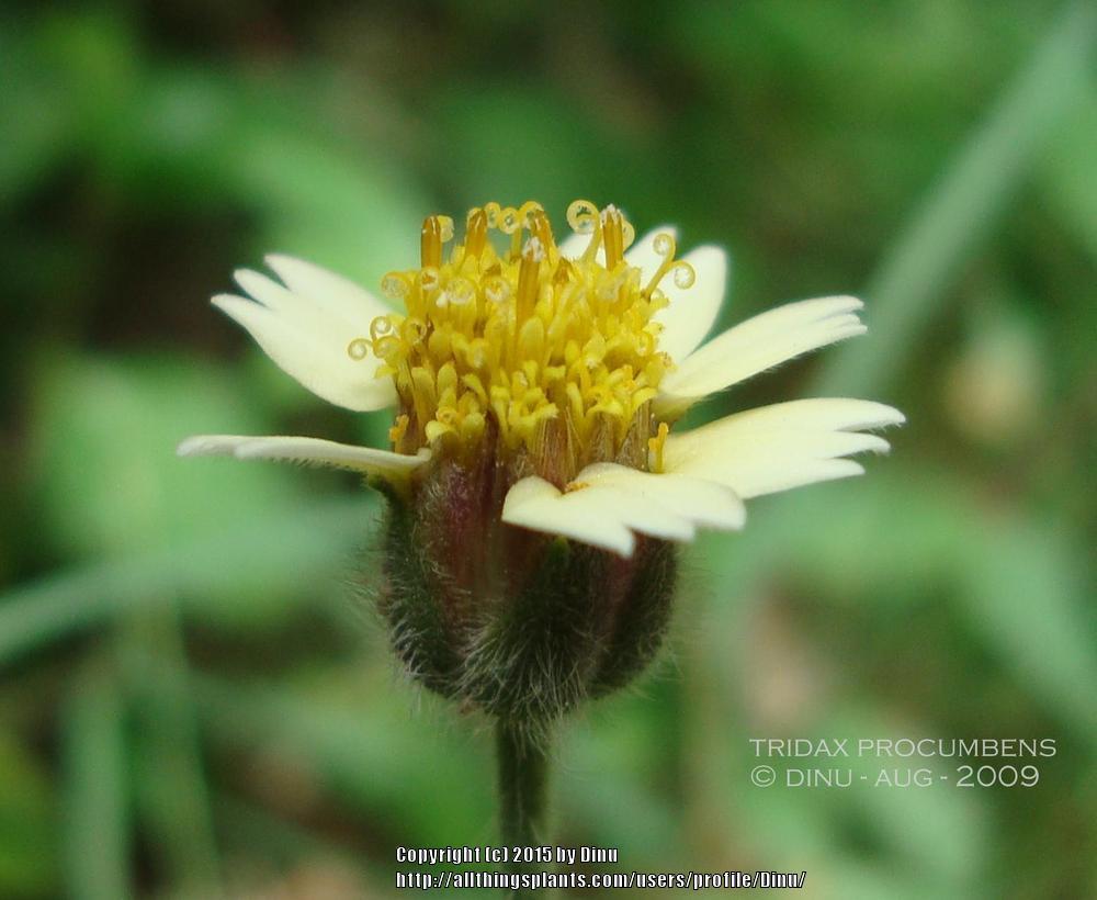 Photo of Coat Buttons (Tridax procumbens) uploaded by Dinu