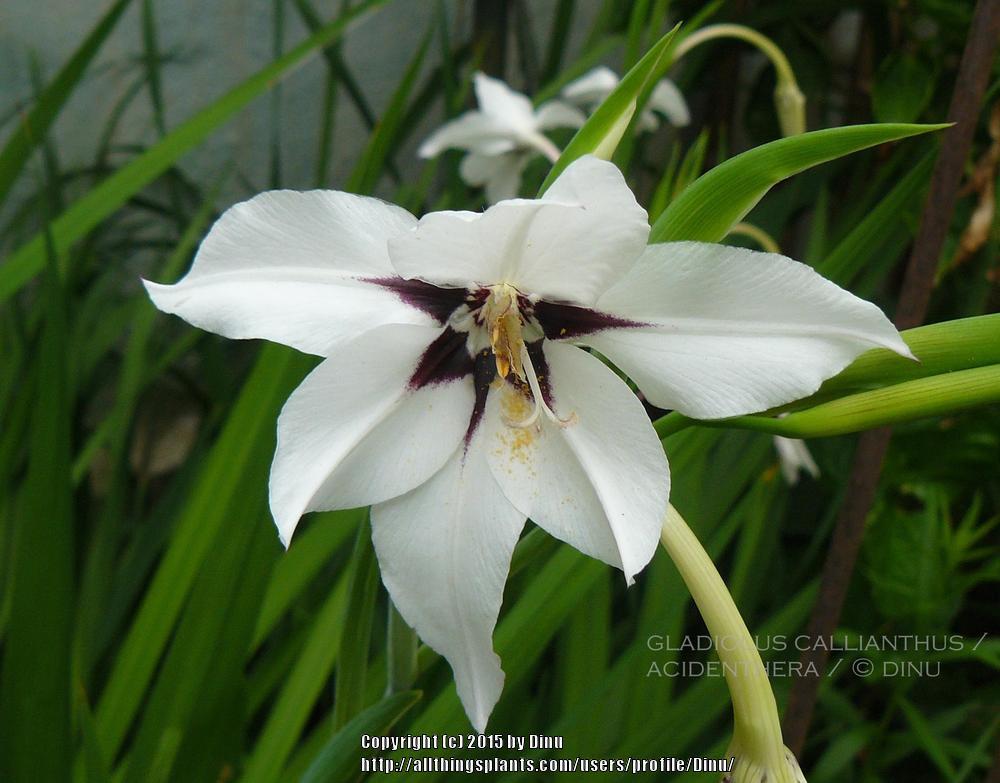 Photo of Peacock Orchid (Gladiolus murielae) uploaded by Dinu