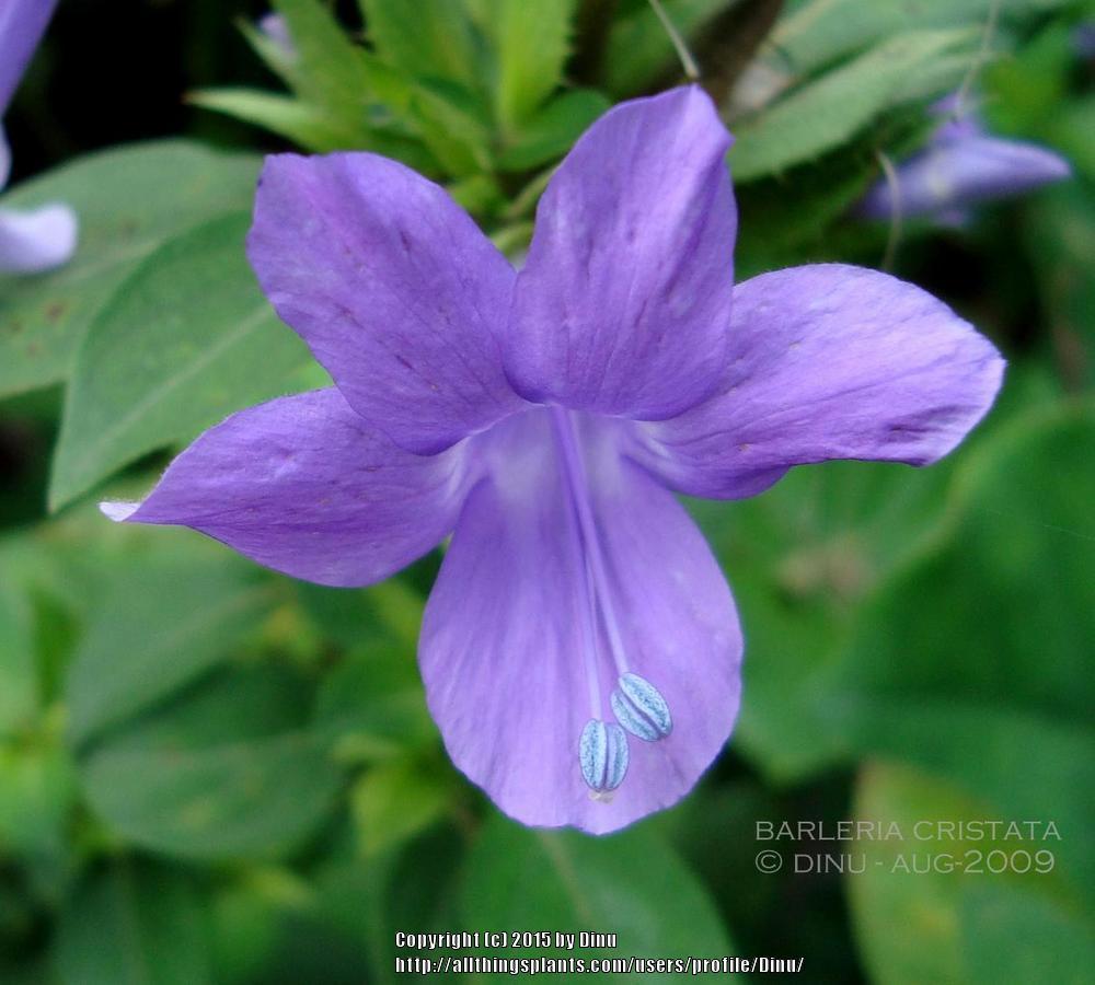 Photo of Philippine Violet (Barleria cristata) uploaded by Dinu