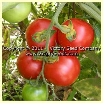 Photo of Tomato (Solanum lycopersicum 'Siberia') uploaded by MikeD