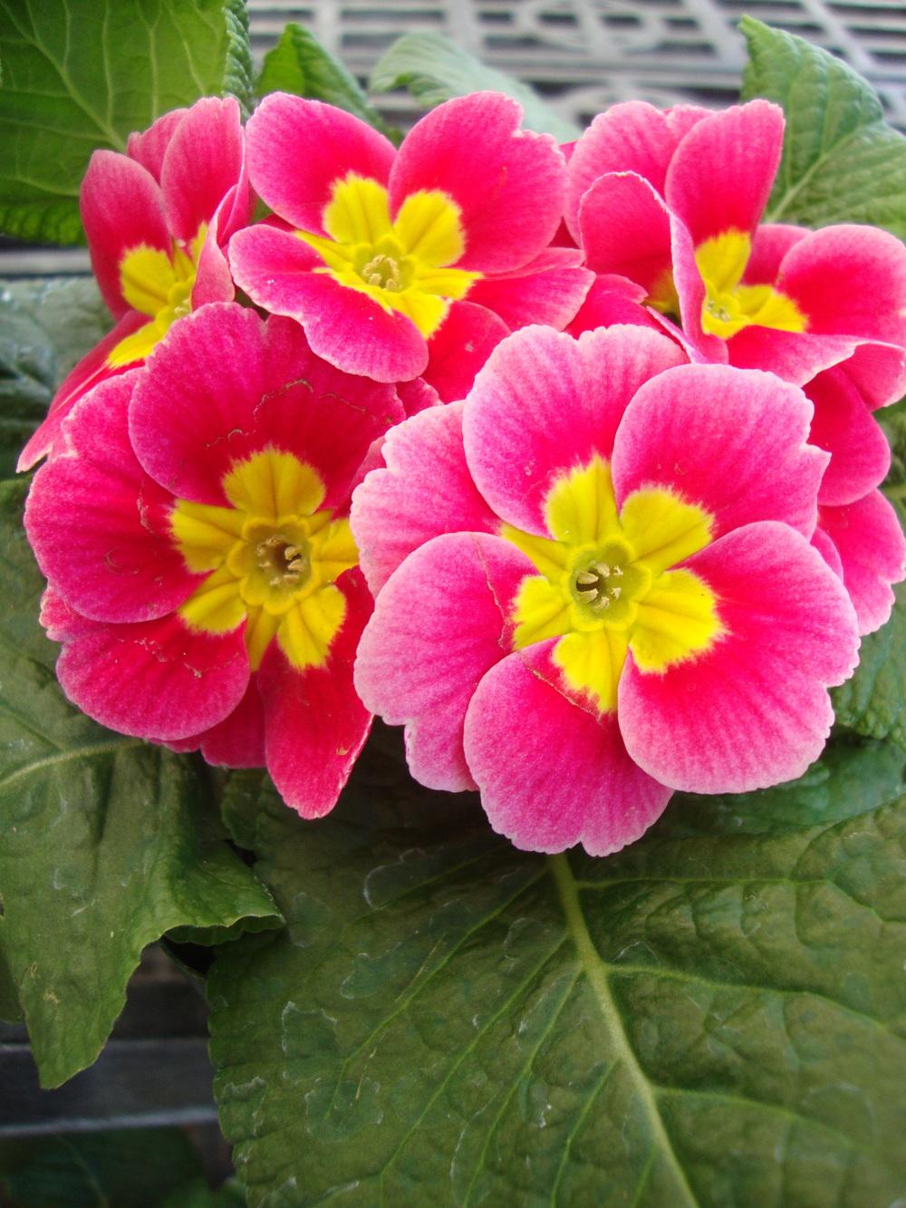 Photo of Primroses (Primula) uploaded by Paul2032
