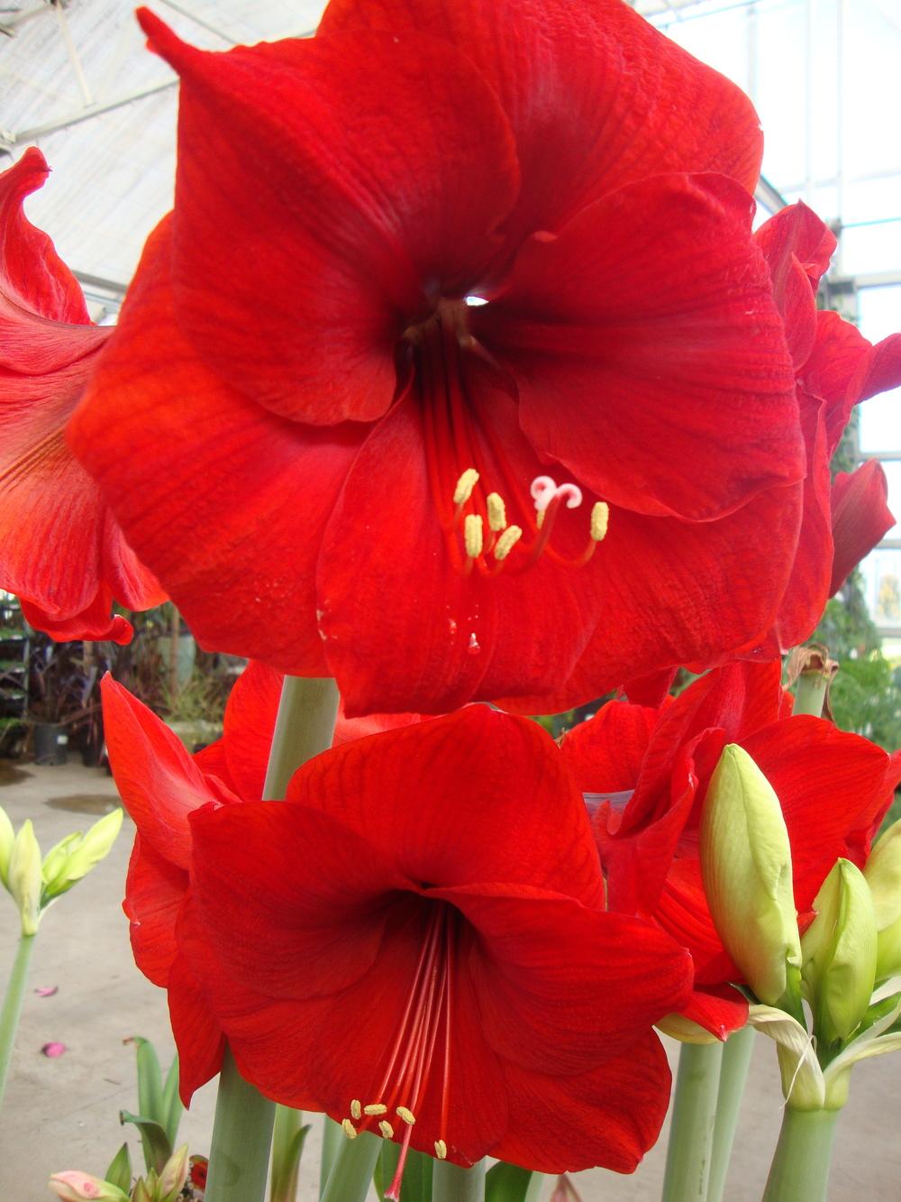 Photo of Amaryllis (Hippeastrum 'Red Lion') uploaded by Paul2032