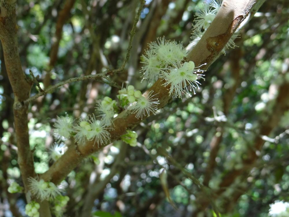 Photo of Jaboticaba (Plinia cauliflora) uploaded by hawkarica
