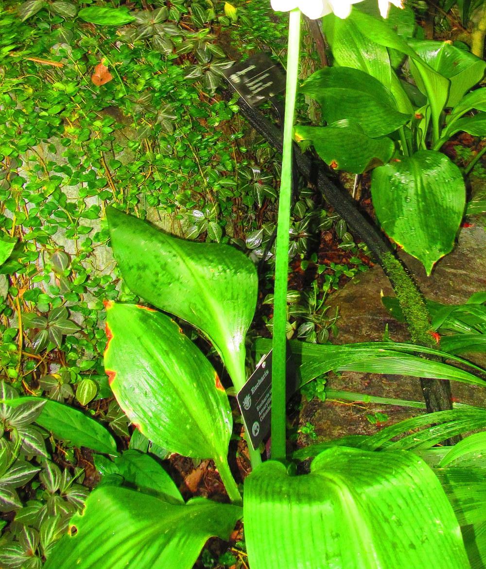 Photo of Amazon Lily (Urceolina amazonica) uploaded by jmorth