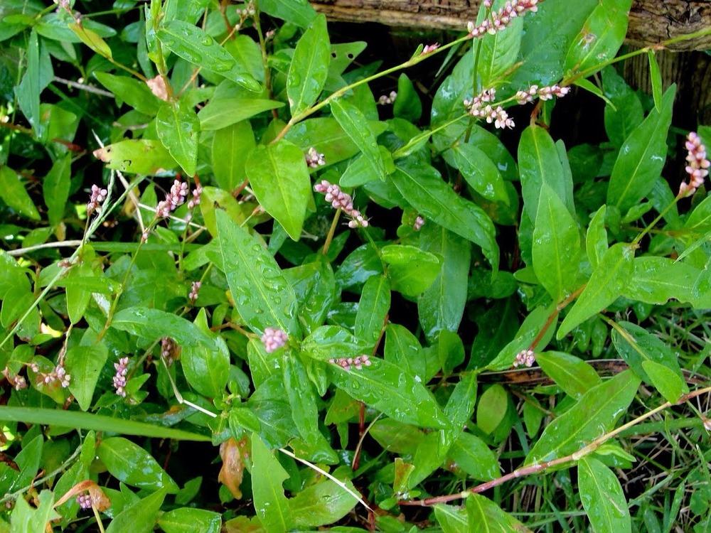 Photo of Spotted Lady's Thumb (Persicaria maculosa) uploaded by keithp2012