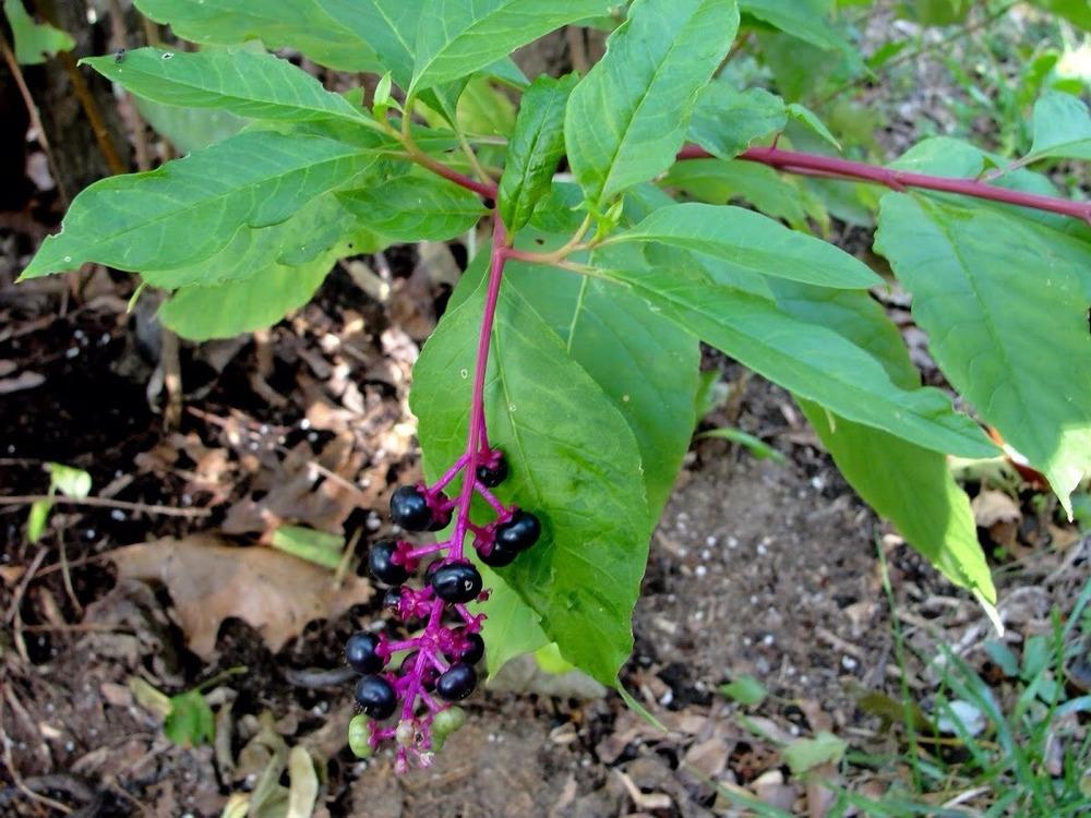 Photo of Pokeweed (Phytolacca americana) uploaded by keithp2012