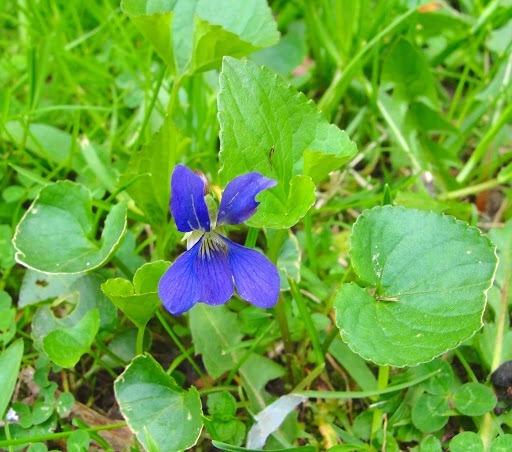 Photo of Common Blue Violet (Viola sororia) uploaded by keithp2012