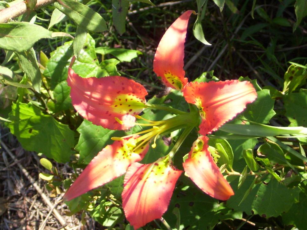 Photo of Catesby's Lily (Lilium catesbaei) uploaded by mellielong
