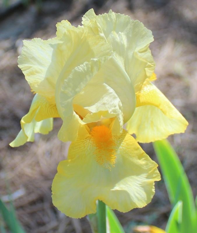 Photo of Tall Bearded Iris (Iris 'Anembo') uploaded by Calif_Sue