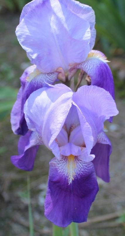 Photo of Tall Bearded Iris (Iris 'Autumn King') uploaded by Calif_Sue