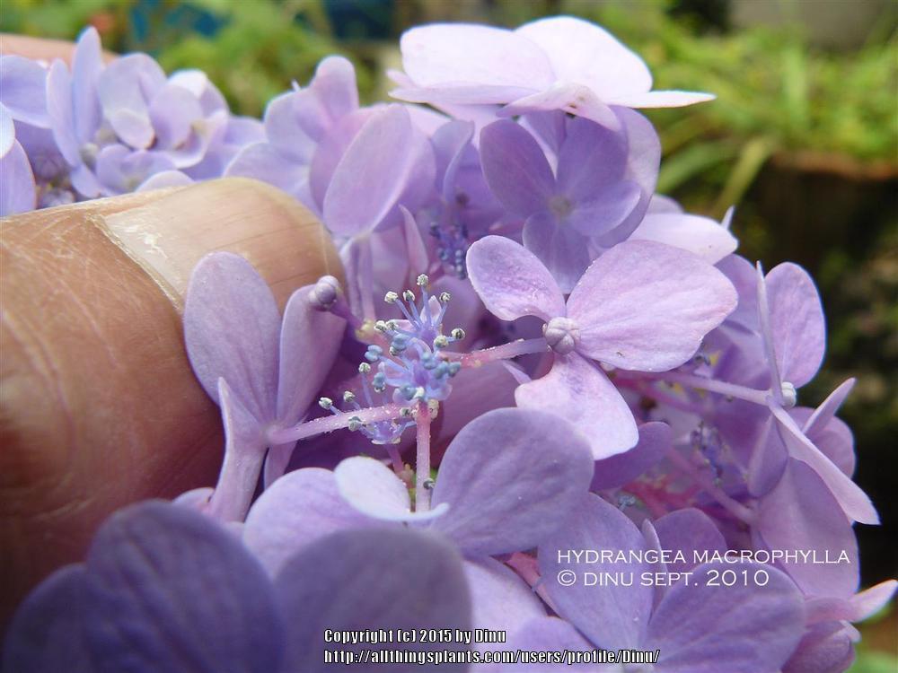Photo of Bigleaf Hydrangea (Hydrangea macrophylla) uploaded by Dinu