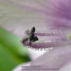Location: Mysore, India
Date: 2010 May
Macro image showing the tiny 'blobs' otherwise invisible to the n
