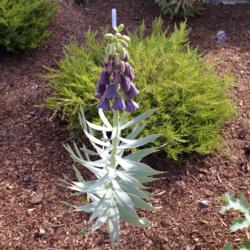 Location: Hamilton Square Perennial Garden, Historic City Cemetery, Sacramento CA.
Date: 2015-03-10
Persian Lily (Fritillaria persica) Zone9b