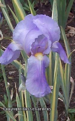 Photo of Species Iris (Iris pallida 'Zebra') uploaded by Joy