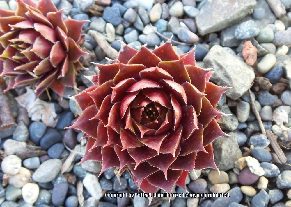Photo of Hen and Chicks (Sempervivum 'Goedele') uploaded by Patty