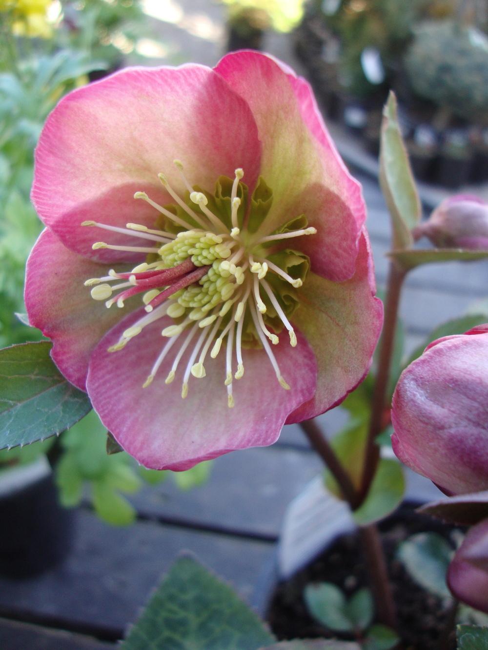 Photo of Hellebore (Helleborus x hybridus Frostkiss™ Penny's Pink®) uploaded by Paul2032