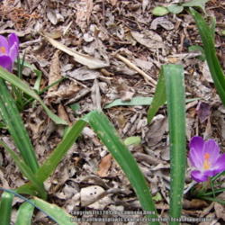 Location: Plano, TX
Date: 2015-03-11
Two nice surprises for Spring.