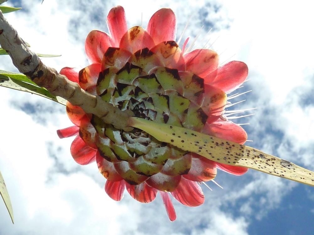 Photo of Protea caffra uploaded by admin
